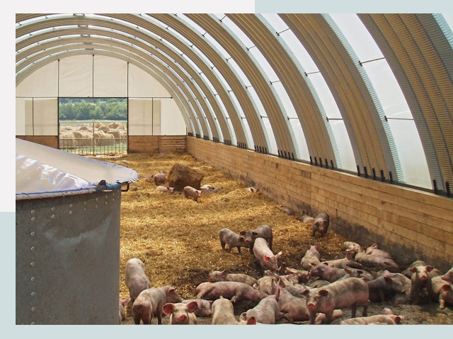 Строительство свинарников в Мегионе